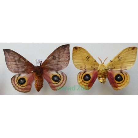 Automeris io (Fabricius, 1775) pair ex. ovo USA34